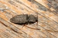 Agrypnus murinus