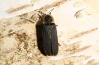 Lampyris noctiluca