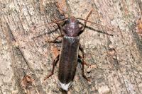 Arhopalus rusticus