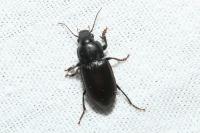 Anisodactylus signatus