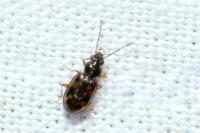 Bembidion octomaculatum