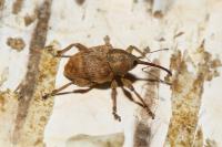 Curculio venosus
