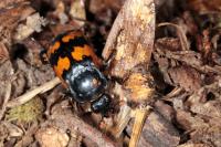 Nicrophorus vespillo