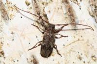 Exocentrus adspersus