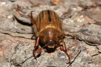 Amphimallon solstitiale