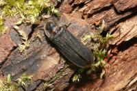 Lampyris noctiluca