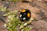 Harmonia axyridis