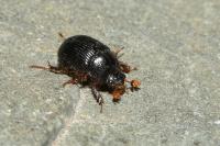 Odonteus armiger