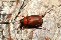 Serica brunnea
