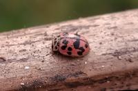 Oenopia conglobata