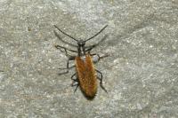 Lagria hirta