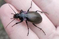 Carabus nemoralis