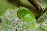 Cassida viridis