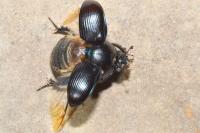 Geotrupes stercorarius