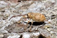 Curculio elephas