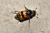 Nicrophorus vespillo