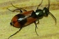 Anthocomus equestris