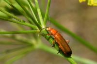 Rhagonycha fulva