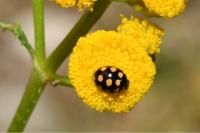Coccinula quatuordecimpustulata