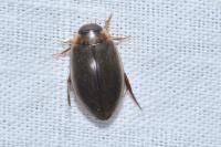 Rhantus suturalis