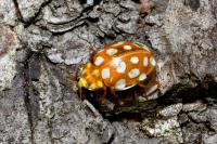 Halyzia sedecimguttata