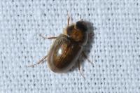 Enochrus melanocephalus