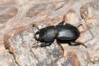 Dorcus parallelipipedus