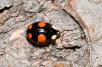 Harmonia axyridis