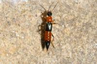 Paederus littoralis