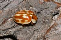 Myzia oblongoguttata