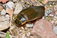 Dytiscus marginalis