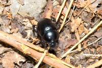 Anoplotrupes stercorosus