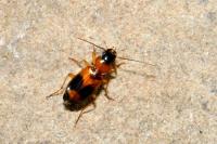 Badister bullatus