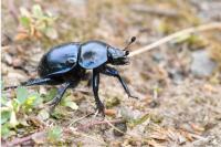 Trypocopris vernalis