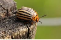 Leptinotarsa decemlineata
