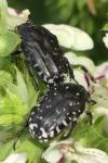 Oxythyrea funesta