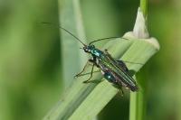 Oedemera nobilis