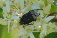Valgus hemipterus