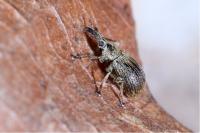 Trichopterapion holosericeum