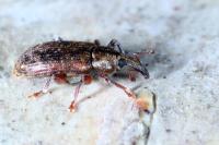 Dorytomus dejeani