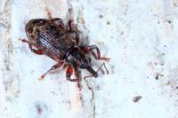 Dorytomus dejeani