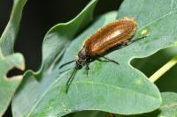 Lagria hirta