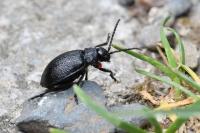 Galeruca tanaceti