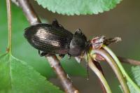 Stenomax aeneus