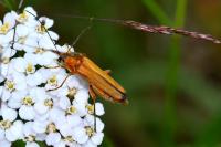 Oedemera podagrariae