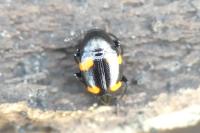 Scaphidium quadrimaculatum