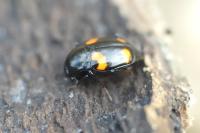 Scaphidium quadrimaculatum