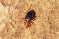 Brachinus sclopeta
