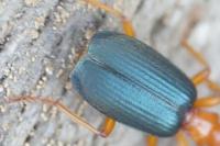 Brachinus crepitans