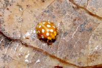 Halyzia sedecimguttata